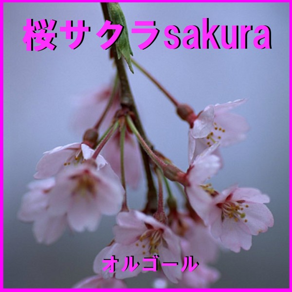 桜 サクラ SAKURA J-POP オルゴール作品集