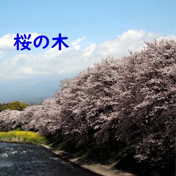 桜の木 feat.kokone