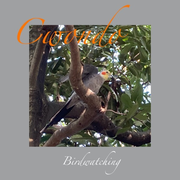 Cwondo『Birdwatching』