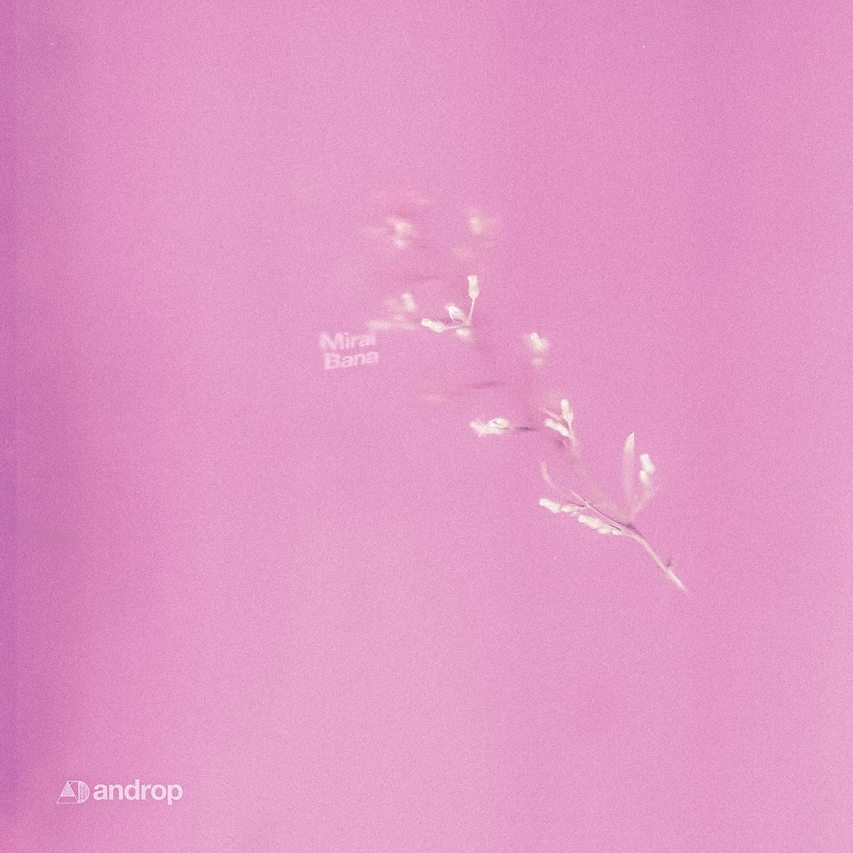 androp new digital single『Mirai Bana』